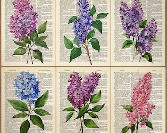 Lilac Flower Print set of 6 Lilac Flowers Wall Art Lilac Poster Lilac Print Watercolor Flower Gallery  Vintage Lilac Floral Poster 813