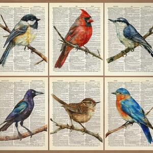 Set di 6 stampe di uccelli Poster di uccelli Stampa di cince Regalo di uccelli scricciolo Stampa di uccelli azzurri Sitta Poster di fringuelli Cardinali Arte murale di uccelli Grackle 863