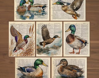 Mallard Duck Art Print Set of 7 Ducks Wall Art Ducks Painting Ducks painting Gift Vintage Duck Illustrations Ducks Gift Duck Poster  745