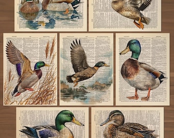 Mallard Duck Art Print Set of 7 Ducks Wall Art Ducks Painting Ducks painting Gift Vintage Duck Illustrations Ducks Gift Duck Poster  0745