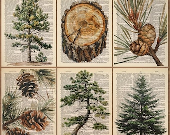 Pine Tree Print set of 6 Pine Poster Pine Cone Print Forest Art Country Decor Pine Tree Wall Decor Green Pine Holiday Nature Art Print 783