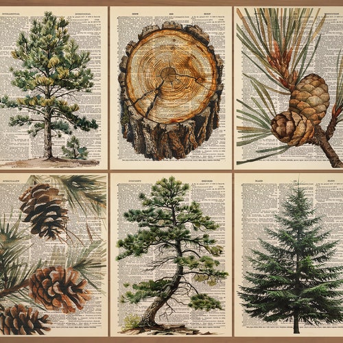 Lot de 6 pins imprimés pins, impression pomme de pin, forêt, art, décor champêtre, pin, décoration murale, pin vert vacances Nature, impression d'Art 783