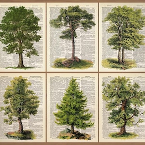 Peut inclure: Six impressions botaniques de différents arbres, avec des feuilles vertes et des troncs bruns, sur fond de pages de dictionnaire vintage. Les illustrations détaillées mettent en valeur diverses espèces d'arbres, créant une esthétique unique.
