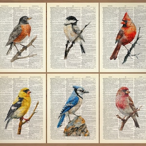 Set di 6 stampe di uccelli Poster di uccelli Stampa cardinale Regalo di uccello cardellino Stampa di cinciallegra Stampa di pettirosso Poster di ghiandaia azzurra Arte murale di uccelli vintage 787