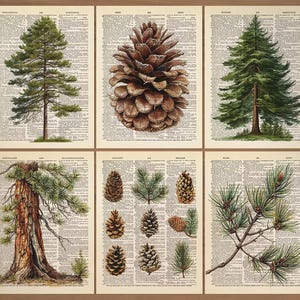 Könnte beinhalten: Set aus sechs botanischen Drucken mit Illustrationen von Kiefern und Zapfen. Jeder Druck ist vor dem Hintergrund von Vintage-Wörterbuchseiten platziert. Das Kunstwerk zeigt detaillierte Darstellungen verschiedener Kiefernarten und ihrer Zapfen.