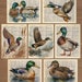 see more listings in the Animals / Birds section