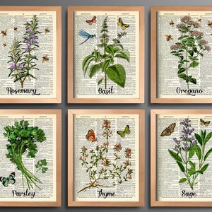 Puede incluir: Conjunto de seis estampados bot&aacute;nicos enmarcados que representan diversas hierbas, incluyendo romero, albahaca, or&eacute;gano, perejil, tomillo y salvia. Cada estampado presenta una ilustraci&oacute;n de estilo vintage de la hierba con mariposas y etiquetas de texto.