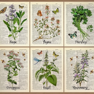 Kitchen Herbs Print Set of 6 Prints Oregano Poster Basil Wall Decor Botanical decor Cooking Herbs Wall Decor Kitchen decor Thyme Print 698