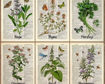 May include: A vintage style illustration of different herbs and spices on a dictionary page background. The herbs include sage, thyme, parsley, oregano, basil, and rosemary. Each herb is labeled with its name.