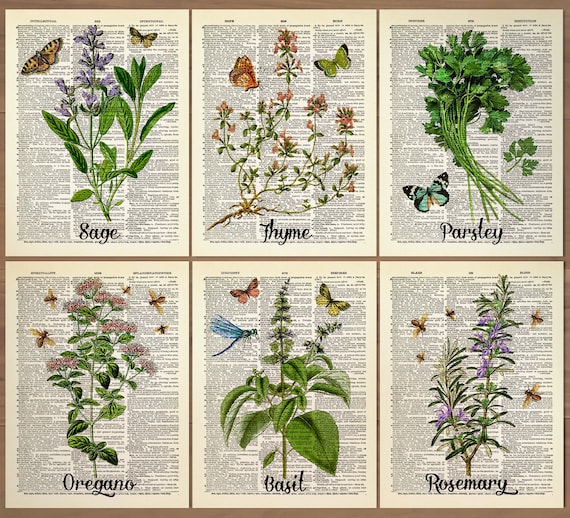 Kitchen Herbs Print Set of 6 Prints Oregano Poster Basil Wall Decor Botanical decor Cooking Herbs Wall Decor Kitchen decor Thyme Print 698