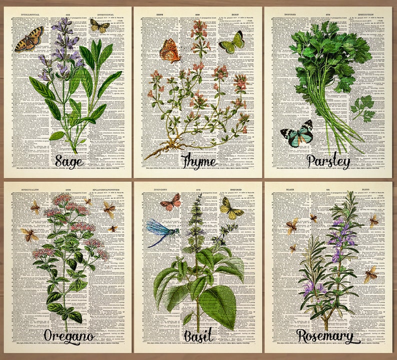 Puede incluir: Una ilustraci&oacute;n de estilo vintage de diferentes hierbas y especias sobre un fondo de p&aacute;gina de diccionario. Las hierbas incluyen salvia, tomillo, perejil, or&eacute;gano, albahaca y romero. Cada hierba est&aacute; etiquetada con su nombre.