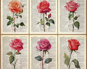 Rose Flower Print set of 6 Rose Flowers Wall Art Rose Poster Rose Print Red Rose Watercolor Flower Gallery Vintage Rose Floral Poster 820