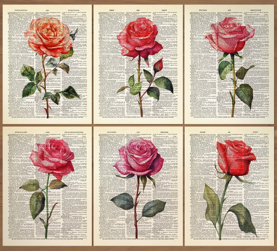 Rose Flower Print Set of 6 Rose Flowers Wall Art Rose Poster Rose