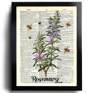 Puede incluir: Una p&aacute;gina de diccionario vintage con una ilustraci&oacute;n de romero y abejas. La palabra "Rosemary" est&aacute; escrita en una fuente decorativa en la parte inferior de la p&aacute;gina.