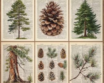 Pine Cone Print Pine Tree Print set of 6 Pine Poster Forest Art Country Decor Pine Tree Wall Decor Green Pine Holiday Nature Art Print 741