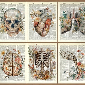 Set di 6 stampe anatomiche, stampe mediche da parete, poster anatomici, regali per la casa, set regalo di poster anatomici, anatomia umana vintage, teschio, arte 728