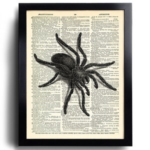 Könnte beinhalten: Eine Schwarzweißillustration einer Spinne auf einer alten Wörterbuchseite. Die Seite zeigt das Wort "affektiv" und andere Wörterbucheinträge.