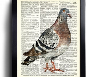 Vintage Tauben Poster – Schlichte Vogel Zeichnung Fürs Kinderzimmer