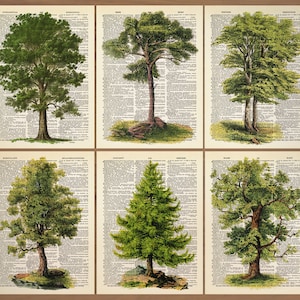 Tree Print 6er Set Bäume Poster Baum Grün Natur Druck Vintage Buchdruck Kiefer Baum Poster Evergreens Baum Wand Kunst 782