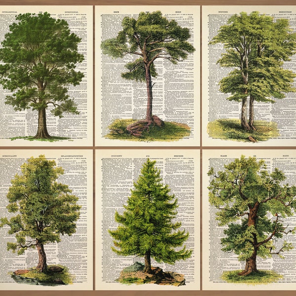 Ensemble d'impression d'arbres de 6 arbres, impression de nature verte, impression de livre vintage, impression de pin, affiche de pin, art mural d'arbres à feuilles persistantes 782