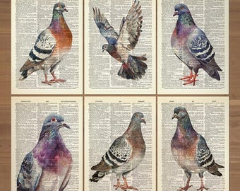 Set di 6 stampe di piccioni, poster di piccioni, stampa di uccelli piccione, arte murale di piccioni, decorazione murale di piccioni, regalo di piccioni, colombe, uccelli, amore, decorazione murale per camera da letto 833