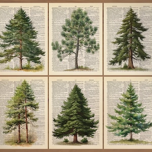 Pine Tree Print 6er Set Pine Tree Poster Waldkunst Pine Tree Ast Print Pine Tree Wand Kunst Berg Dekor grüne Natur Kunstdruck 742
