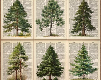 Pine Tree Print set of 6 Pine Tree Poster Forest Art Pine Tree Branch Print Pine Tree Wall Art Mountain Decor Green Nature Art Print 742
