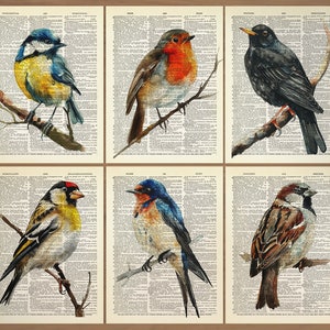 Set di 6 stampe di uccelli Poster di uccelli Stampa di cince Regalo di uccelli pettirosso Stampa di merlo Stampa di pettirosso Poster di fringuello Vintage Pettirosso Uccelli Arte murale 847