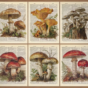 Mushroom Print Mushroom Decor Set of 6 Prints Mushroom Poster Mushroom Wall Art Botanical Wall Decor Vintage Mushroom themed prints Gift 711