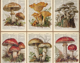 Mushroom Print Mushroom Decor Set of 6 Prints Mushroom Poster Mushroom Wall Art Botanical Wall Decor Vintage Mushroom themed prints Gift 711