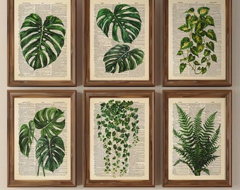 Könnte beinhalten: Ein Set aus sechs gerahmten Wandbildern, die jeweils eine botanische Illustration von grünen Blättern oder Ranken auf einer alten Wörterbuchseite zeigen. Die Drucke befinden sich in passenden braunen Holzrahmen in zwei Reihen.