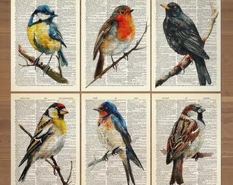 Juego de 6 impresiones de aves, póster de pájaros, impresión de carboneros, regalo de pájaro petirrojo, impresión de mirlo, impresión de petirrojo, póster de pinzón, arte de pared vintage de pájaros petirrojos 847