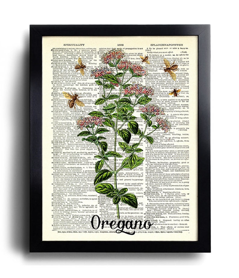 Puede incluir: Una ilustraci&oacute;n bot&aacute;nica vintage de or&eacute;gano con flores rosas y hojas verdes, rodeada de abejas, impresa en una p&aacute;gina de diccionario con la palabra "Or&eacute;gano" en la parte inferior.