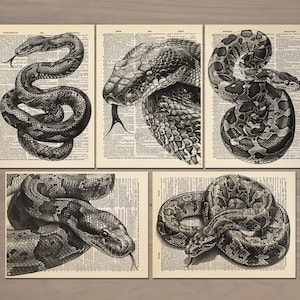Snake Print set of 5 Vintage Snake Poster Vintage Serpent Print Anaconda Poster Snake Wall Art Snake Gothic Wall Decor Antique Snake Art 774
