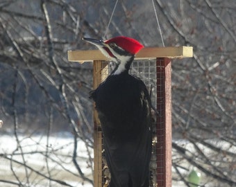 Barnwood, Suet feeder, Peanut, 4-cakes, present, gift for birthdays, Christmas, Easter, New Year's, weddings, woodpeckers, blue jays