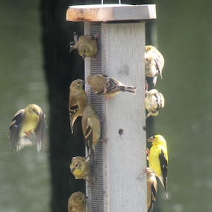 Thistle feeder, golden finch, chickadee, sunflower kernels, present, birthday, Christmas, wedding, nuthatches, Father’s Day or Mother’s Day