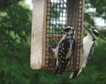 Barn wood Suet feeder great for outdoors free shipping, hand made & maintenance free