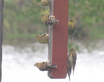 Barn Wood Thistle Feeder: Finch, Chickadee, nuthatches, gift, birthdays, Christmas, Easter, New Year's, weddings, Mother's Day, Father's Day