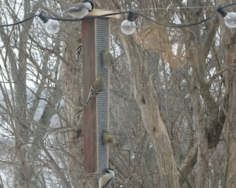 Barn Wood Sunflowers Feeder, Chickadee, Nuthatch, Barnwood, gift, birthdays, Christmas, Easter, New Year's, weddings, Mother's Day