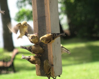 Finch mix or sunflower hearts & chips feeder great for outdoors free shipping, hand made and maintenance free