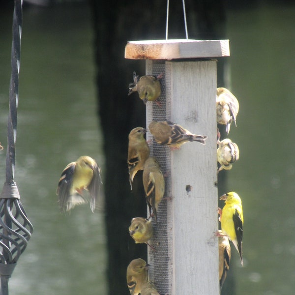 Barn wood Finch mix feeder or sunflower hearts & chips free great for outdoors free shipping, hand made and maintenance free