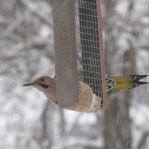 Barn wood Suet Feeder or Peanut Feeder great for outdoors free shipping, hand made and maintenance free