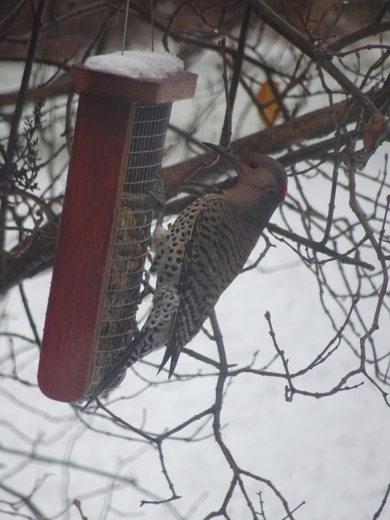 Barn wood Peanut feeder great for outdoors free shipping, hand made and maintenance free image 5