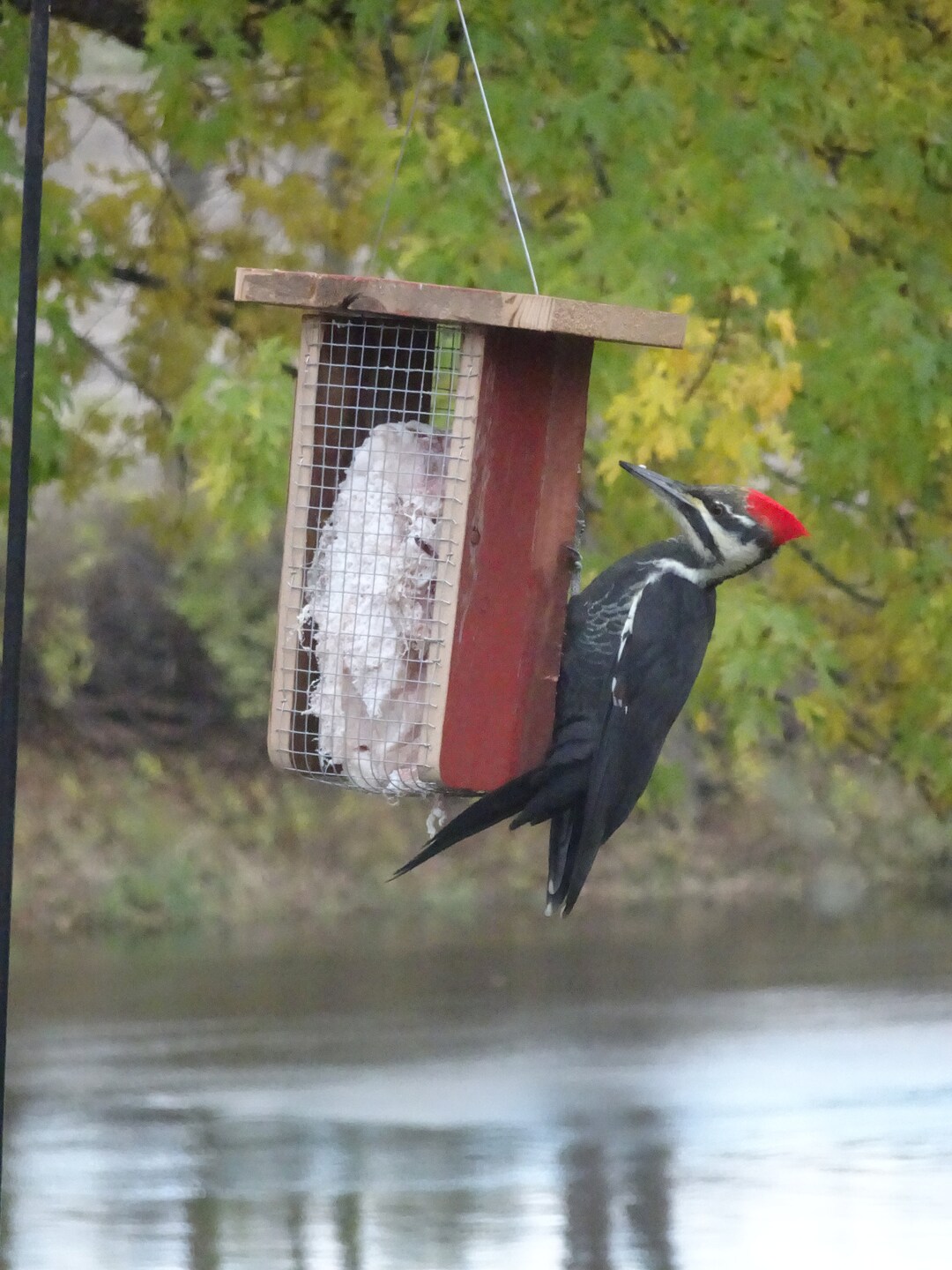 Beef Suet, Pig Suet or Even Deer Suet Feeder Great for Outdoors Free