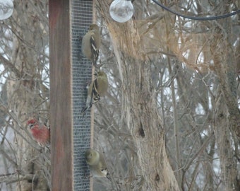 May include: A wooden bird feeder with a metal mesh cage filled with birdseed. Several birds are perched on the feeder, including a red cardinal, a goldfinch, and a house finch. The feeder is hanging from a tree branch in a snowy winter scene.