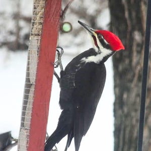 4 Suet cake feeder, woodpeckers, bluejay, sunflower, peanut feeder, present, birthday, Christmas, wedding, nuthatches, and Mother’s Day