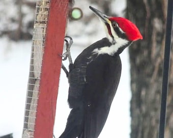 Barnwood, Suet feeder, Peanut, 4-cakes, gift, birthdays, Christmas, Easter, New Year's, weddings, Mother's Day, woodpeckers, blue jays