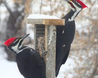 Barnwood, Suet feeder, Peanut, gift, birthdays, Christmas, Easter, New Year's, weddings, Mother's Day, Father's Day woodpeckers, blue jays,