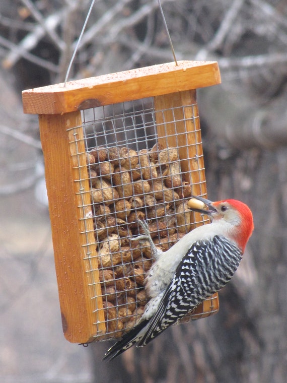 Woodpecker feeder outlet
