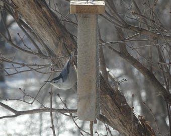 Sunflower feeder, woodpeckers, chickadees, cardinals, nuthatches, gift for birthdays, Christmas, Easter, New Year's, weddings, Mother's Day